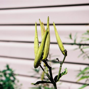 Asclepias-tuberosa---Butterfly-Weed---Seed-Pods