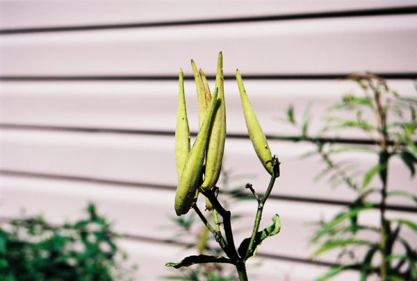 Asclepias-tuberosa---Butterfly-Weed---Seed-Pods