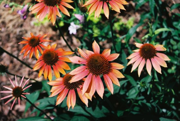 03-34-Echinacea--Cheyenne-Spirit----Cheyenne-Spirit-Coneflower