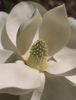 Magnolia grandiflora - Southern Magnolia