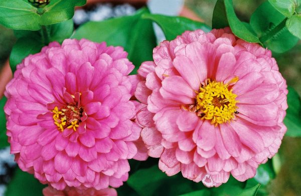 Zinnia elegans ‘Dreamland Pink’ – Zinnia Fine Art Print