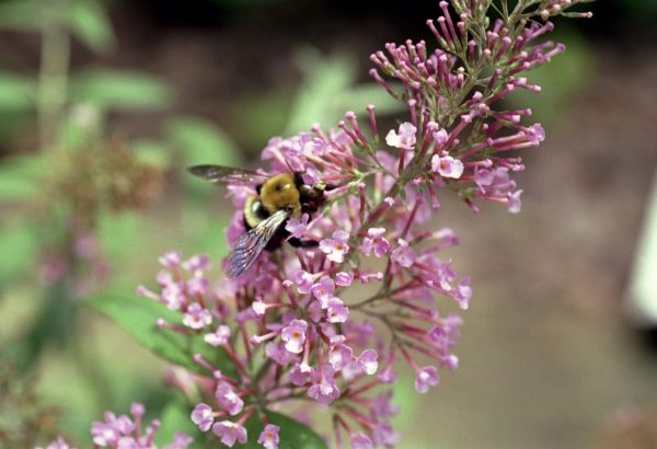 121_21-Buddleia-davidii--Pink-Delight----Butterfly-Bush