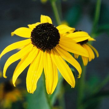 Rudbeckia speciosa var. sullivantii ‘Goldsturm’ - Black-Eyed Susan Fine Art Print