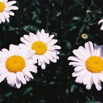 Leucanthemum X superbum ‘Lucille White’ - Shasta Daisy