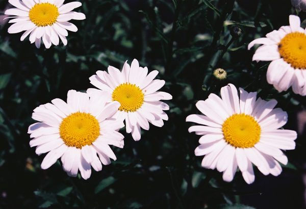 Leucanthemum X superbum ‘Lucille White’ - Shasta Daisy