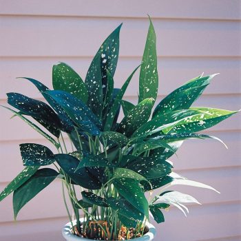 Aglaonema-brevispathum-hospitum