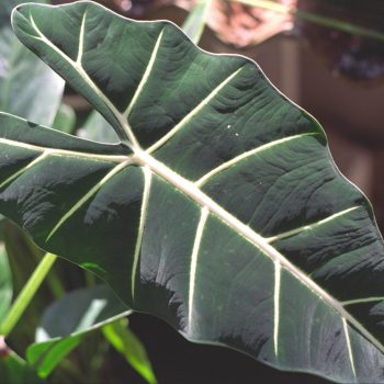 Alocasia