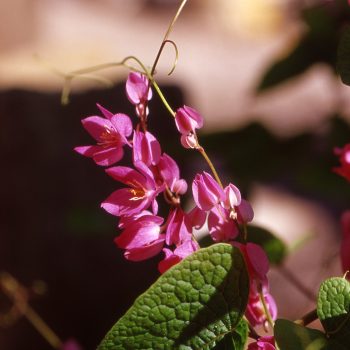 Antigonon-leptopus---Coral-Vine