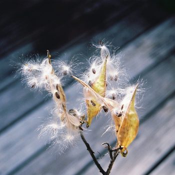 Asclepias-tuberosa---Butterfly-Weed-Seed-Pods