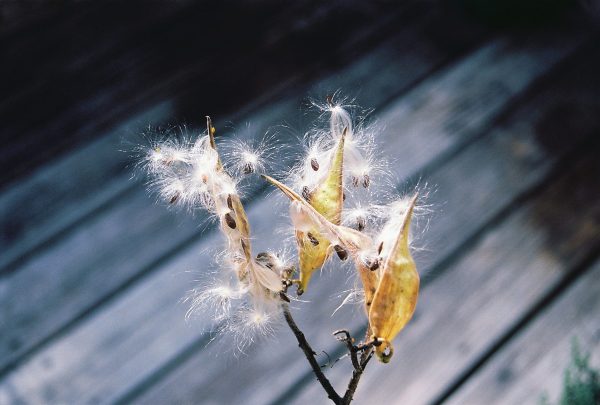 Asclepias-tuberosa---Butterfly-Weed-Seed-Pods