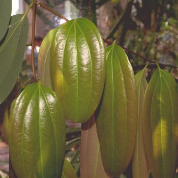 Cinnamomum-zeylanicum---Cinnamon-Tree