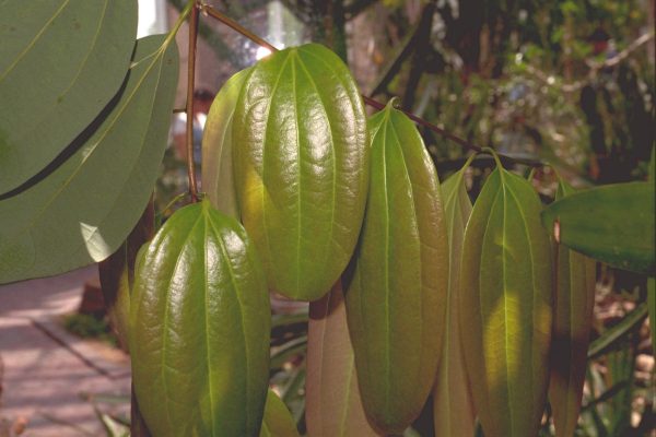 Cinnamomum-zeylanicum---Cinnamon-Tree