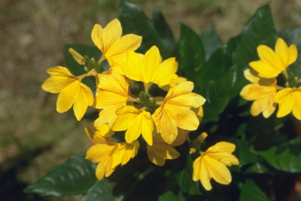 Crossandra-infundibuliformis