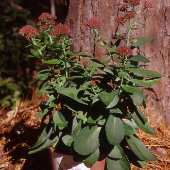 Sedum spectabile ‘Autumn Joy’ – Stonecrop Fine Art Print