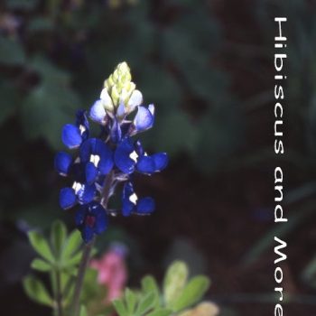 Lupinus texensis - Texas Bluebonnet