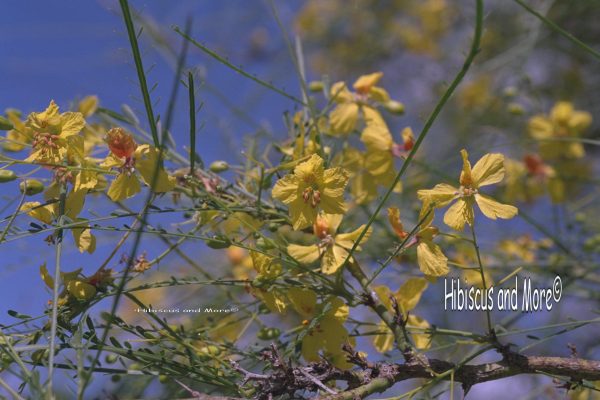 Parkinsonia aculeata - Jerusalem Thorn