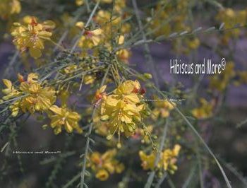 Parkinsonia aculeata - Jerusalem Thorn