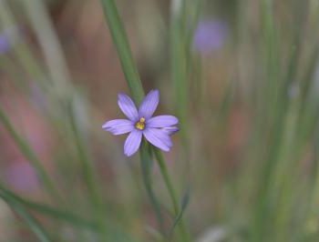 Sisyrinchium atlanticum - Blue-eyed Grass Fine Art Print