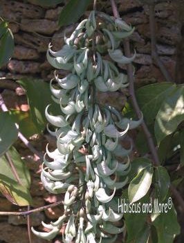 Strongylodon macrobotrys - Jade Vine. Fine Art Print