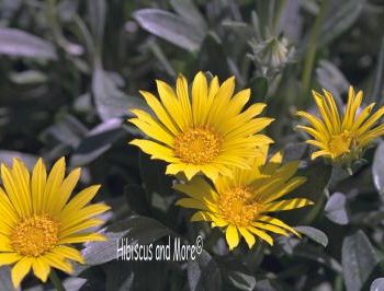 Gazania rigens var. leucolaena - Gazania Daisy. Fine Art Print.