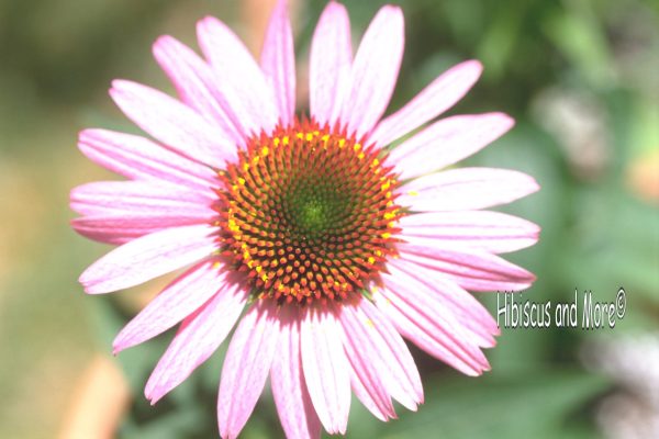 Img0031.jpg-Echinacea-purpurea--Magnus----Purple-Coneflower-lo-res-logo