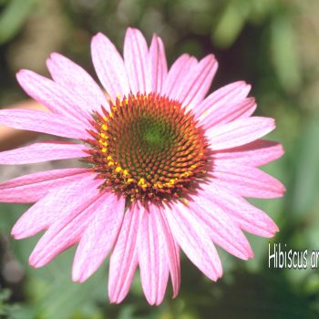 Img0033.jpg-Echinacea-purpurea--Magnus----Purple-Coneflower-lo-res-logo