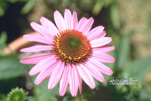 Img0033.jpg-Echinacea-purpurea--Magnus----Purple-Coneflower-lo-res-logo