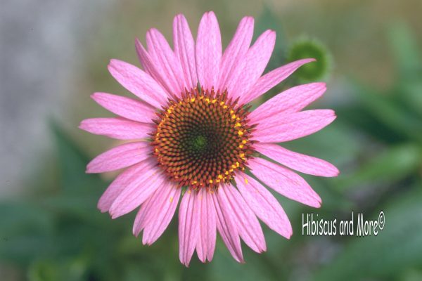 Echinacea-purpurea--Magnus----Purple-Coneflower-lo-res-logo