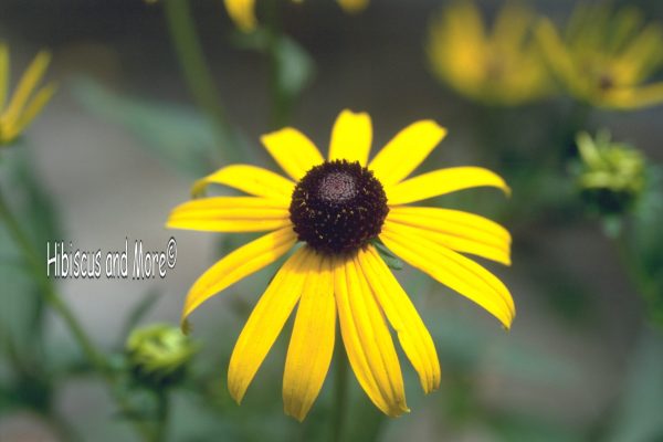 Rudbeckia speciosa var. sullivantii ‘Goldsturm’ - Black-Eyed Susan. Fine Art Print