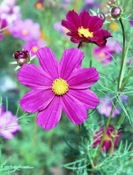 img375-1608-2-Cosmos-Close-up