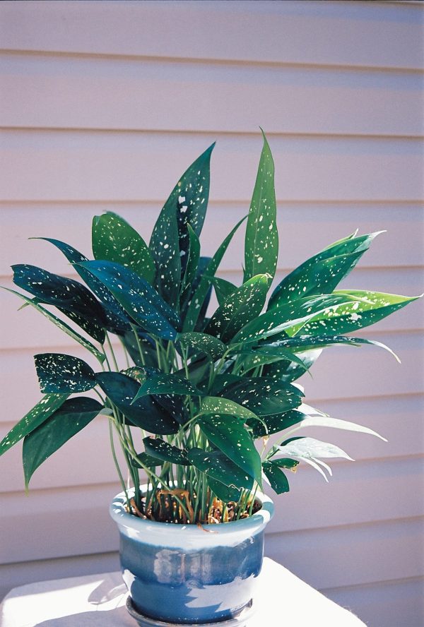 Aglaonema brevispathum hospitum – Chinese Evergreen Fine Art Print