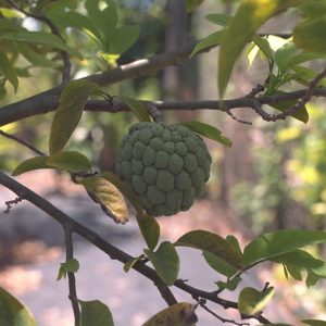 Annona squamosa - Sugar Apple, Sweetsop Fine Art Print