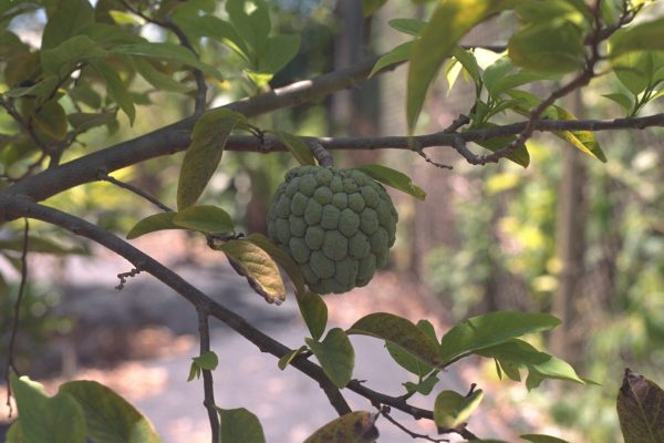 Annona squamosa - Sugar Apple, Sweetsop Fine Art Print