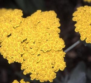 Achillea filipendulina ‘Moonshine’ - Fernleaf Yarrow Fine Art Print