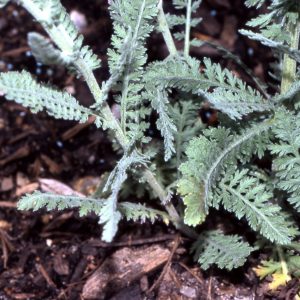 Achillea filipendulina ‘Moonshine’ - Fernleaf Yarrow Fine Art Print.