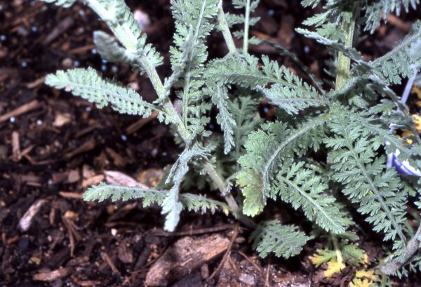 Achillea filipendulina ‘Moonshine’ - Fernleaf Yarrow Fine Art Print.