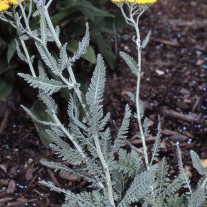 Achillea filipendulina ‘Moonshine’ - Fernleaf Yarrow Fine Art Print.