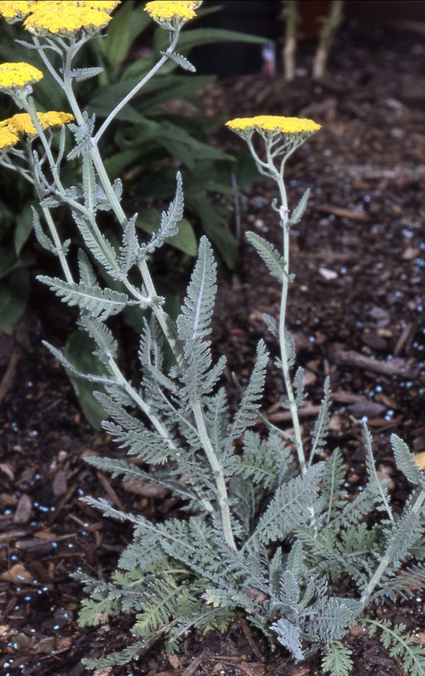 Achillea filipendulina ‘Moonshine’ - Fernleaf Yarrow Fine Art Print.