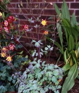 Aquilegia sp. – Columbine Fine Art Print.