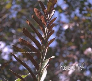 Aglaonema brevispathum hospitum – Chinese Evergreen Fine Art Print