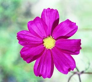 Cosmos bipinnatus - Cosmos Close-up Fine Art Print